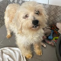 NEIGE, chienne à adopter