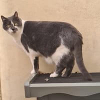 TOM, chat à adopter