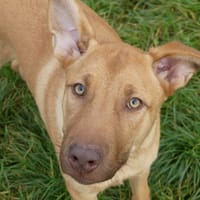 MALEFIQUE, chienne à adopter