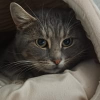 KERMIT, chat à adopter