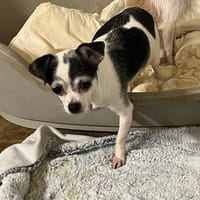 MIMOSA, chienne à adopter