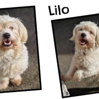 LILO (conditions adoption particulières) réservé, chien à adopter