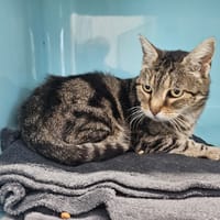 CHATAIGNE C, chatte à adopter