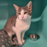 ECLAIR, chat à adopter