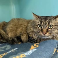 FINDIK, chatte à adopter