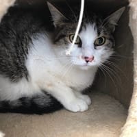 PONCHO, chat à adopter