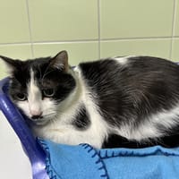 MINETTE, chatte à adopter