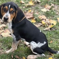 Aron CAA14354, chien à adopter