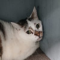FLOCON, chat à adopter