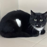 Britney CAB4799, chatte à adopter