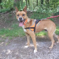 POTIRON, chien à adopter