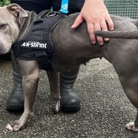 MUESLI VAA, chienne à adopter