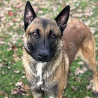 Ero CAA14345, chien à adopter