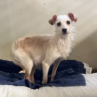 PRALINE, chienne à adopter