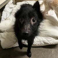 PATOO, chien à adopter