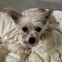 CORAIL, chienne à adopter