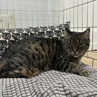 MARLEY, chat à adopter