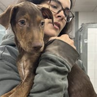 TIDUS VAA, chien à adopter