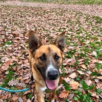 ARY, chien à adopter