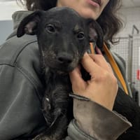 BLITZ VAA, chien à adopter