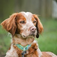 NOK, chien à adopter