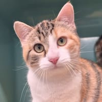 Malisse, chatte à adopter