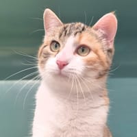 Malisse, chatte à adopter