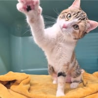 Malisse, chatte à adopter