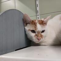 CARAMEL, chat à adopter