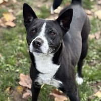 Akira CAA14355, chienne à adopter