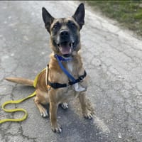 SKY, chien à adopter