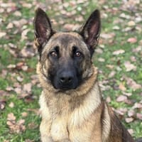 Era CAA14346, chienne à adopter