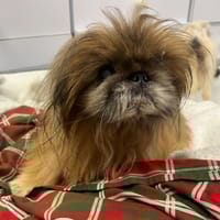 GREASE, chienne à adopter