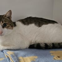 JULIO, chat à adopter