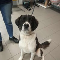 LOUNA, chienne à adopter