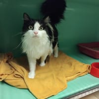 victoire pab28249, chatte à adopter