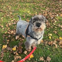 CONNIE OAA19875, chienne à adopter