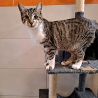 BALOO, chat à adopter