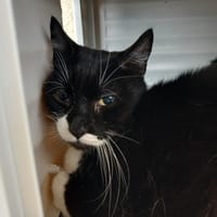 BLACKY, chat à adopter