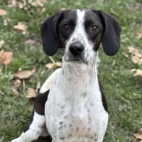 Vauban CAA14353, chien à adopter