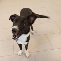 Calain, chien à adopter