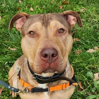 NARCO, chien à adopter