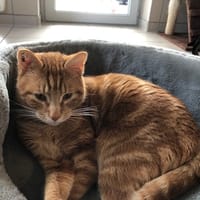 ROUKI (reservé), chat à adopter