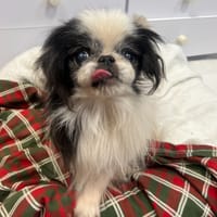 JAZZ, chien à adopter