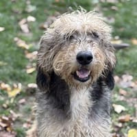 Nougat CAA14347, chienne à adopter