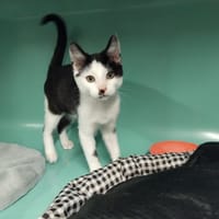 COTHIVET PAB28208, chat à adopter