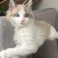 ALOE, chat à adopter
