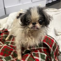 LILITH, chienne à adopter