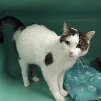 PAB28260 Mimi, chat à adopter