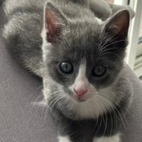 ARLO, chat à adopter